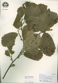 Hamamelis vernalis image