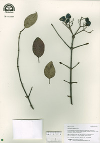 Viburnum rufidulum image