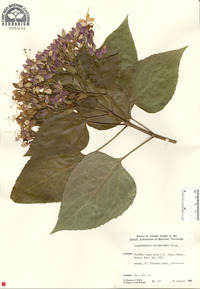 Clerodendrum trichotomum image