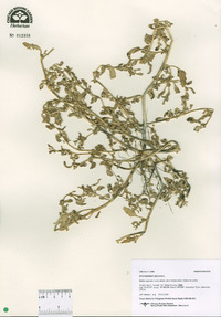 Oxybasis glauca image