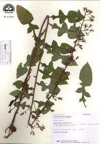 Arnoglossum plantagineum image