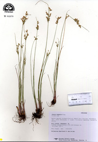 Juncus dudleyi image