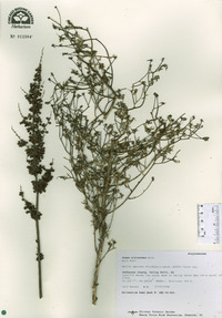 Rumex altissimus image