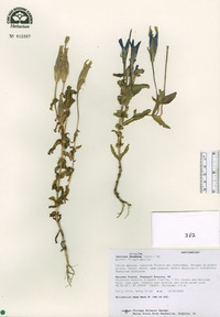 Gentiana crinita image