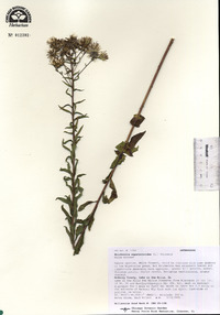 Brickellia eupatorioides var. eupatorioides image