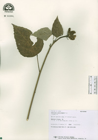 Hibiscus lasiocarpos image