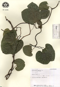 Isotrema tomentosa image