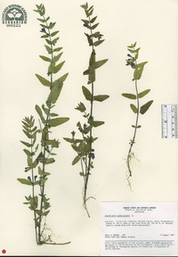 Scutellaria galericulata image