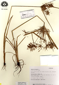 Cyperus strigosus image