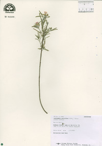 Oenothera serrulata image