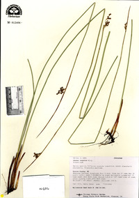 Juncus interior image