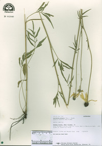 Ratibida pinnata image