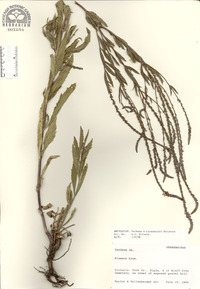 Verbena x blanchardii image