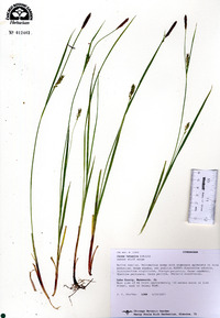 Carex tetanica image