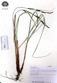 Carex haydenii image