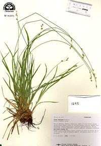 Carex deweyana image