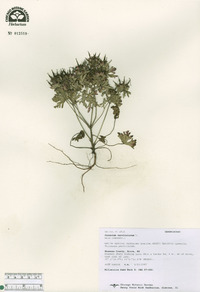 Dichanthelium villosissimum var. villosissimum image