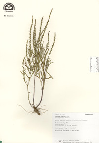 Verbena simplex image