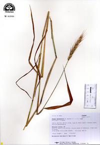 Elymus macgregorii image