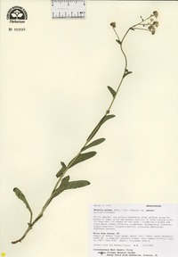 Hackelia patens var. patens image