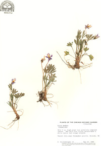 Viola pedata var. lineariloba image