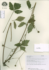 Geum canadense image