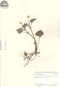 Viola pensylvanica image