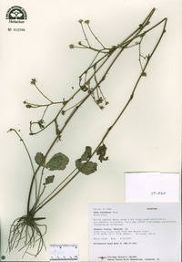 Geum canadense image