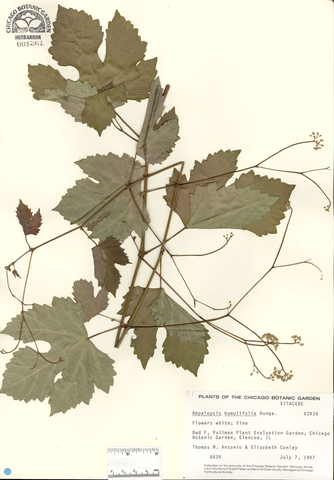 Ampelopsis humulifolia image