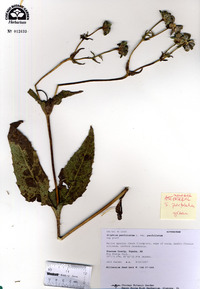 Silphium perfoliatum var. perfoliatum image