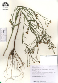 Boltonia asteroides image