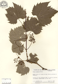 Vitis riparia image