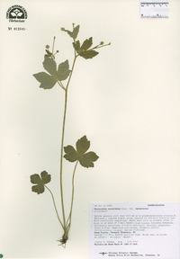 Ranunculus recurvatus var. recurvatus image