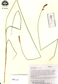 Carex prairea image