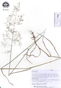 Poa palustris image