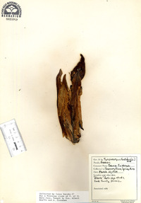 Symplocarpus foetidus image