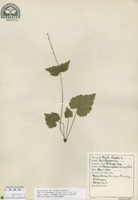 Mitella diphylla image