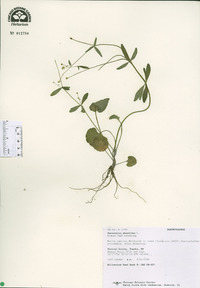 Ranunculus abortivus image