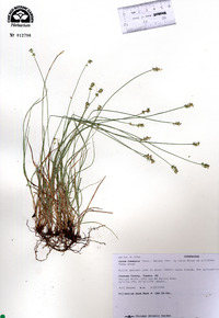 Carex texensis image