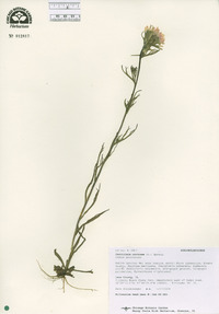 Castilleja coccinea image