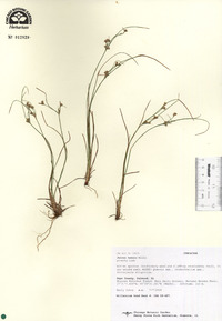 Juncus tenuis image