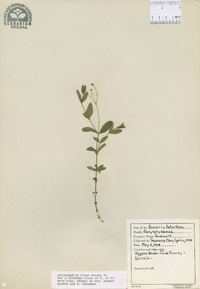 Moehringia lateriflora image