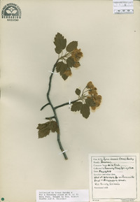 Pyrus ioensis image