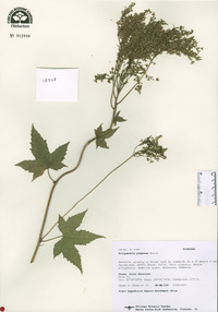 Filipendula glaberrima image