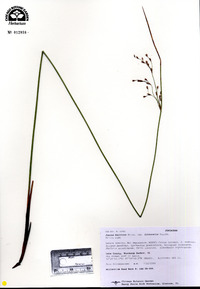 Juncus balticus subsp. littoralis image