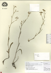 Bupleurum falcatum image