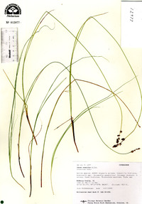 Carex sterilis image