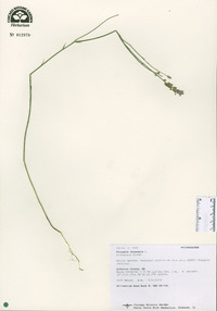 Polygala incarnata image