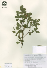 Rosa acicularis image