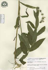 Stachys tenuifolia var. hispida image